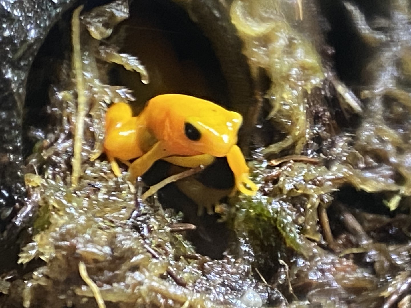 Golden mantella 290224