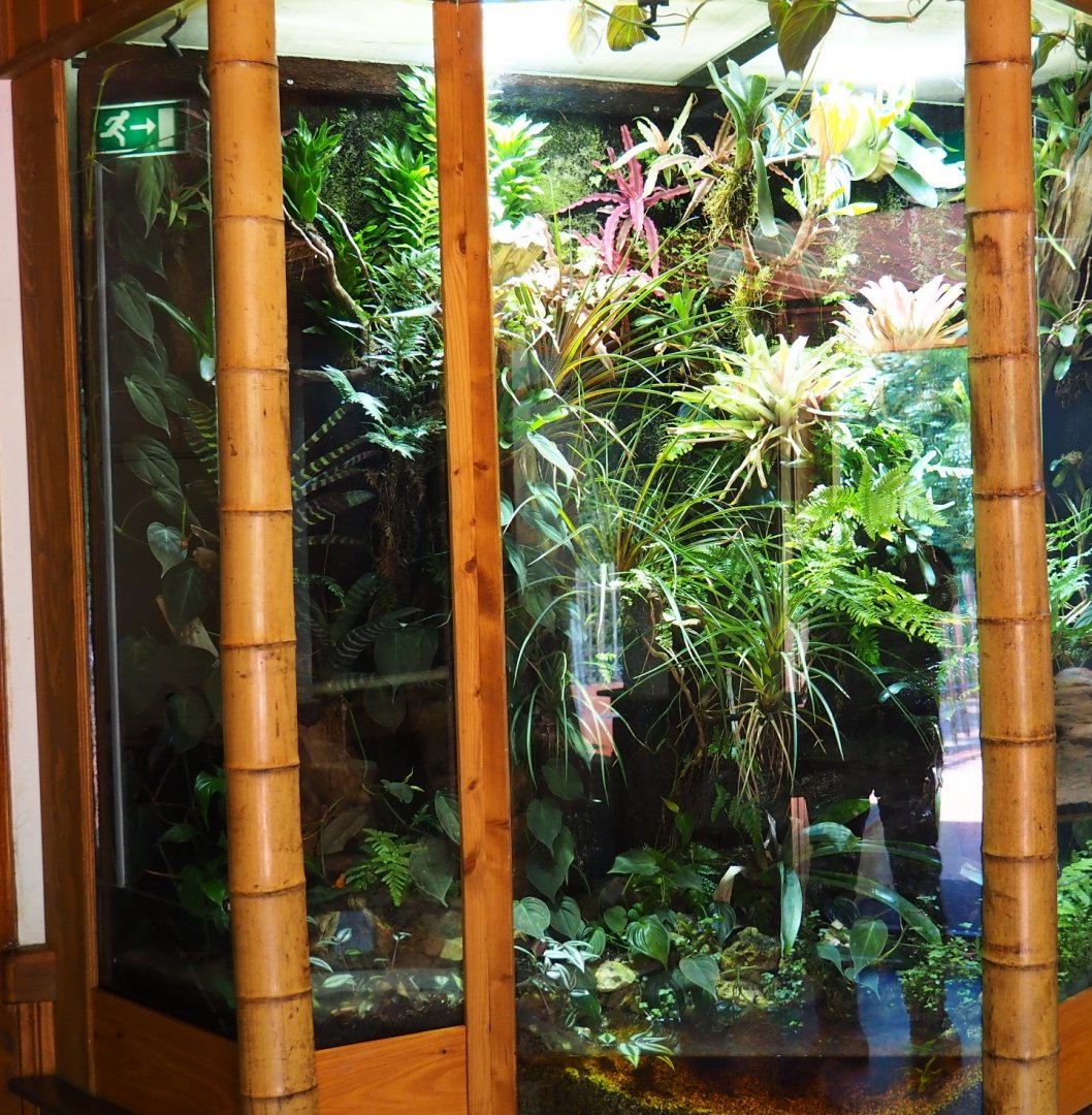 Golden mantella and yellow-headed day gecko terrarium