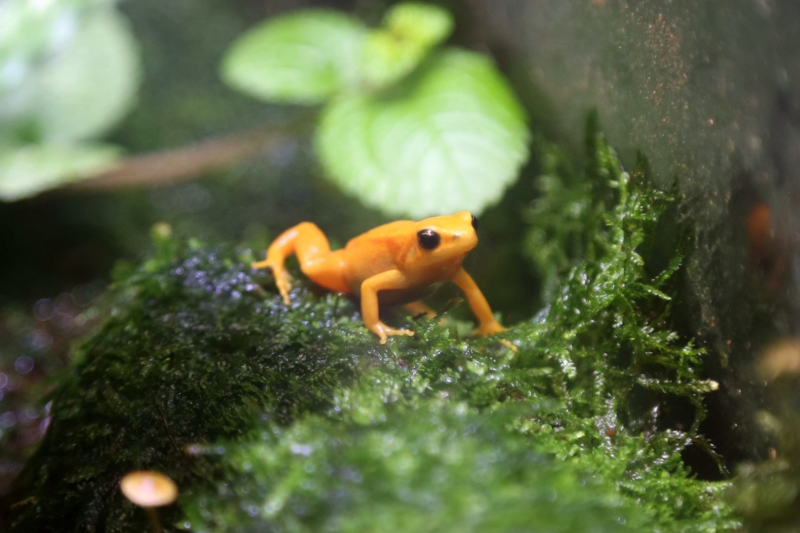Golden Mantella, April 2018