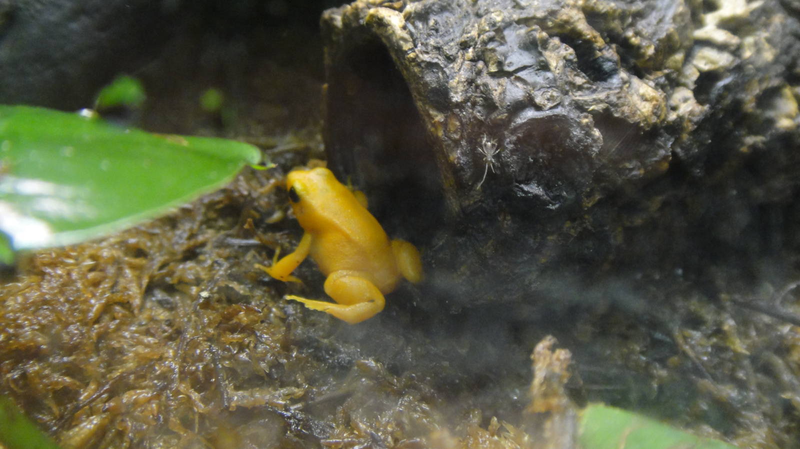 Golden Mantella at Dallas zoo 2015-03-12