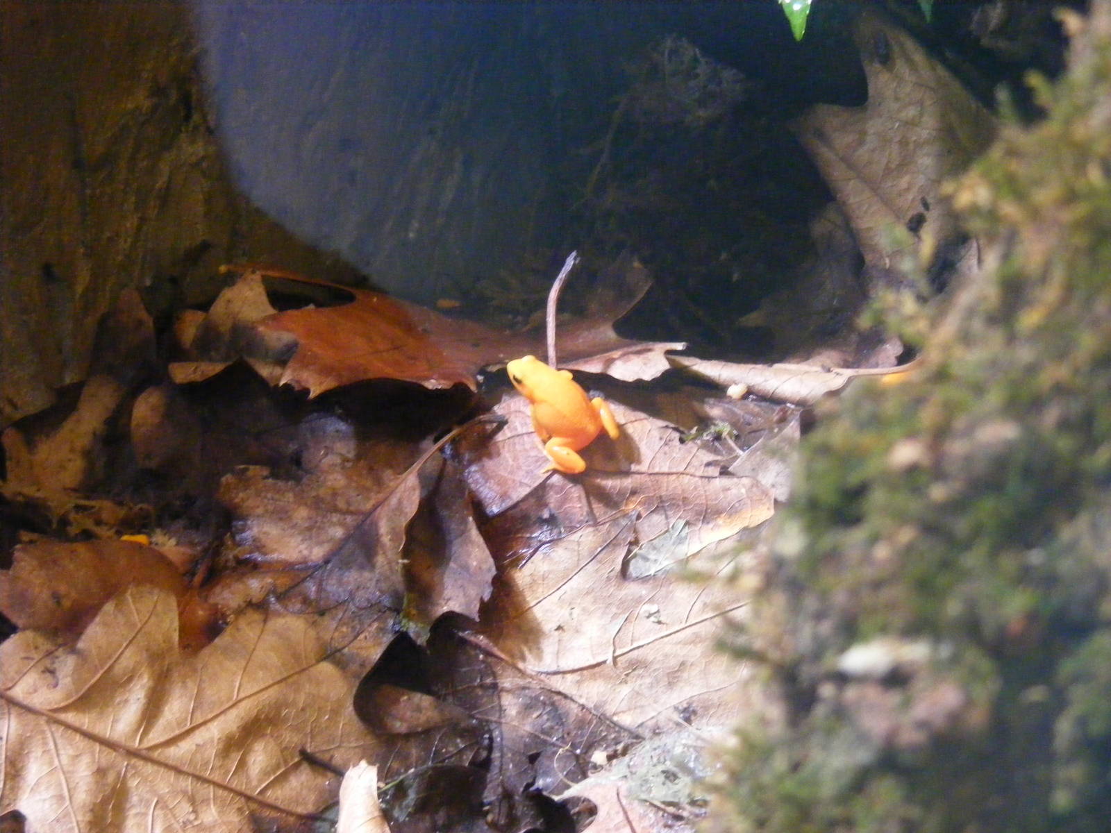 Golden mantella at Paignton Zoo, 31 December 2010