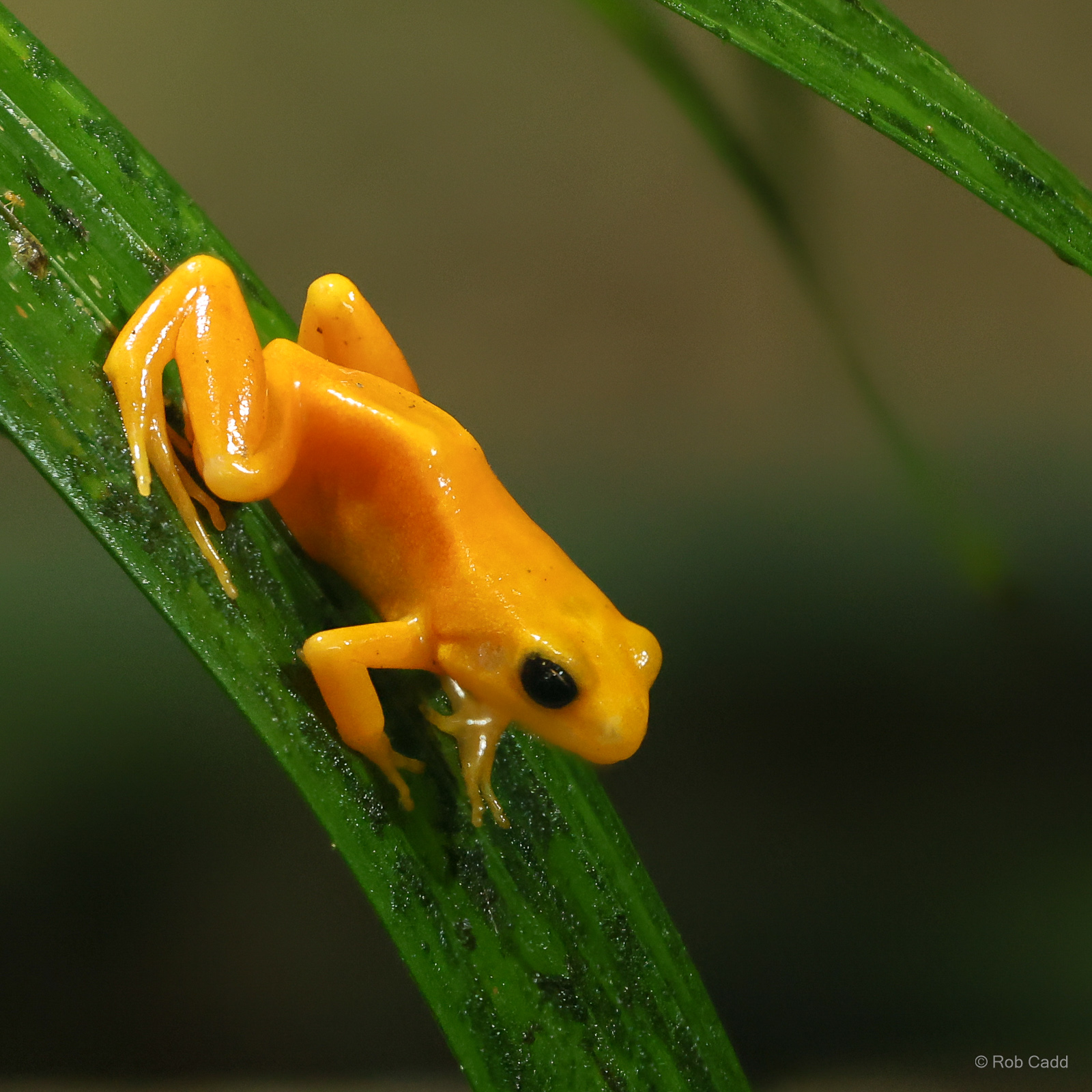 Golden mantella : Chester Zoo : 24 Jun 2024