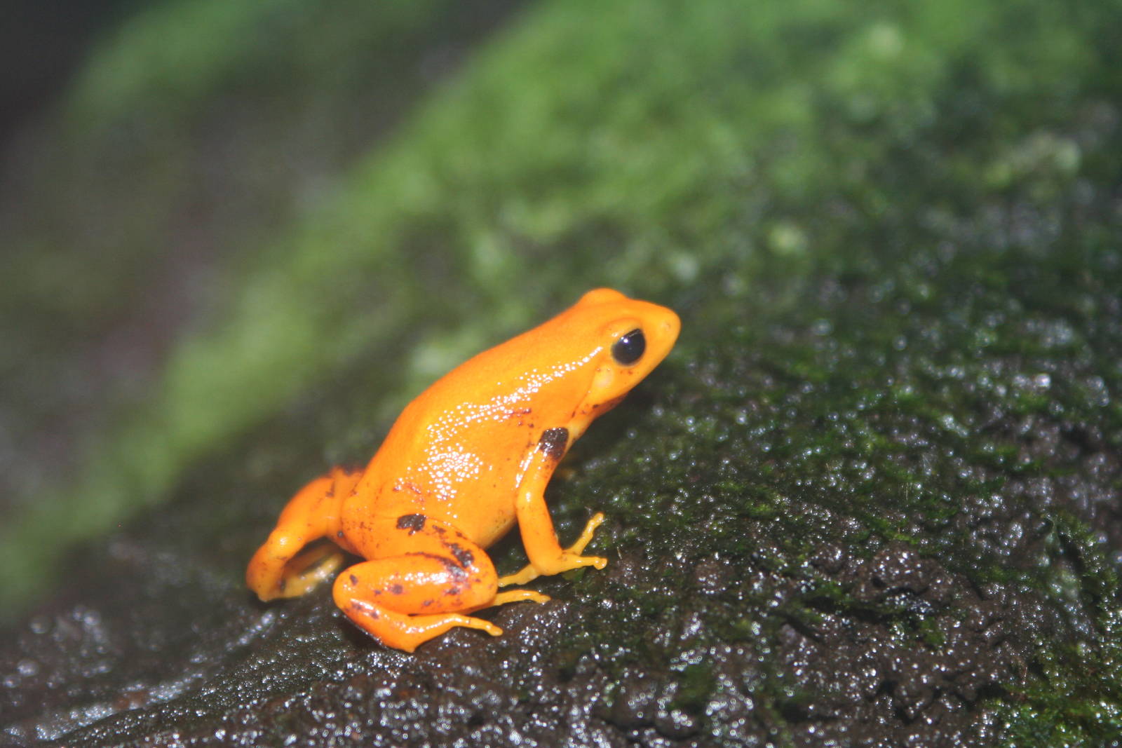 Golden Mantella @ Deep Sea World 15.10.2014