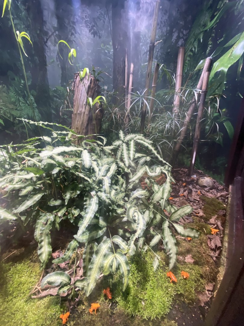 Golden mantella exhibit 040324