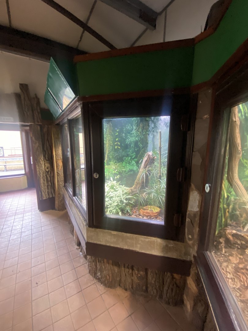 Golden mantella exhibit 040324