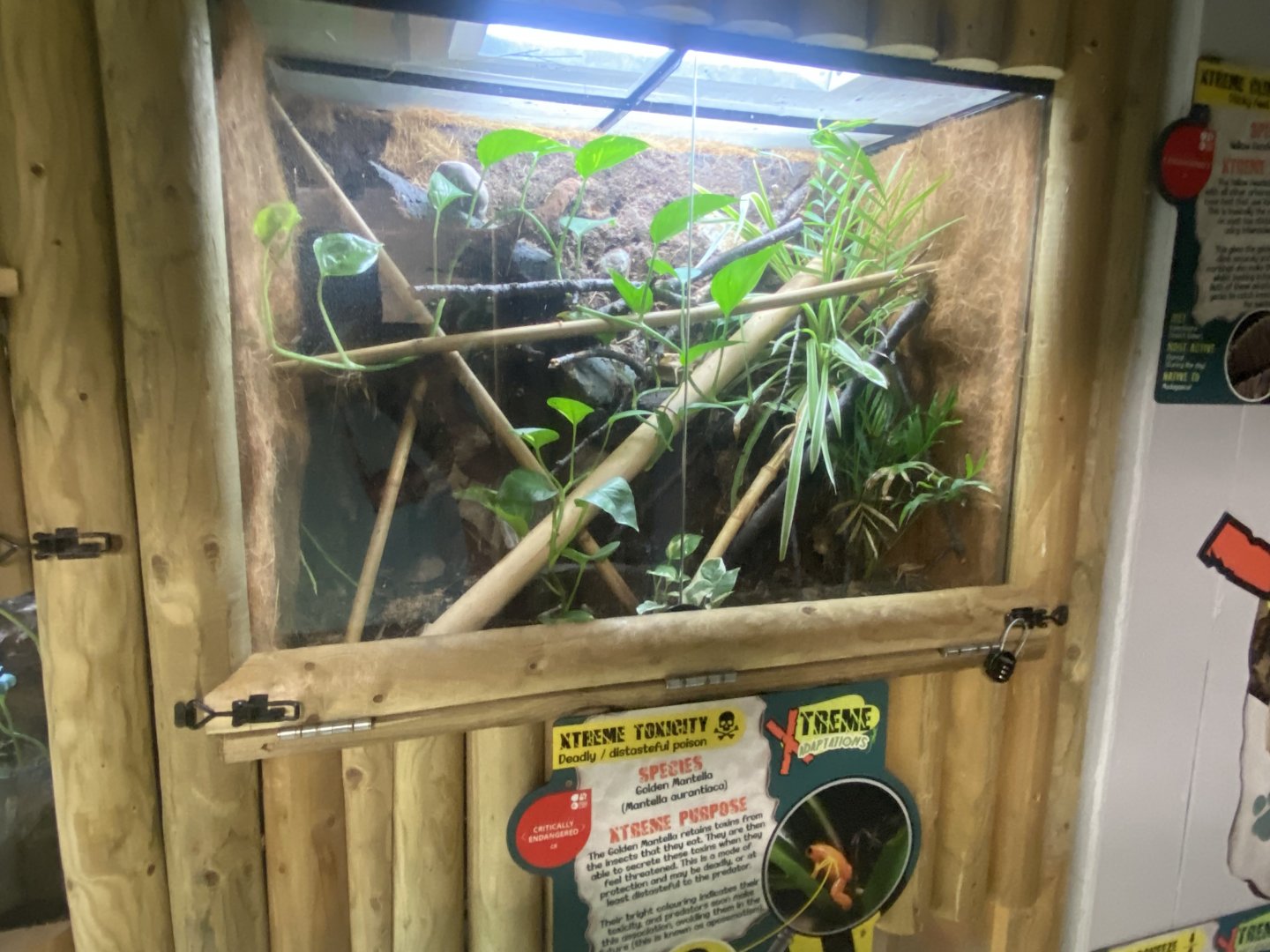 Golden mantella exhibit 040824