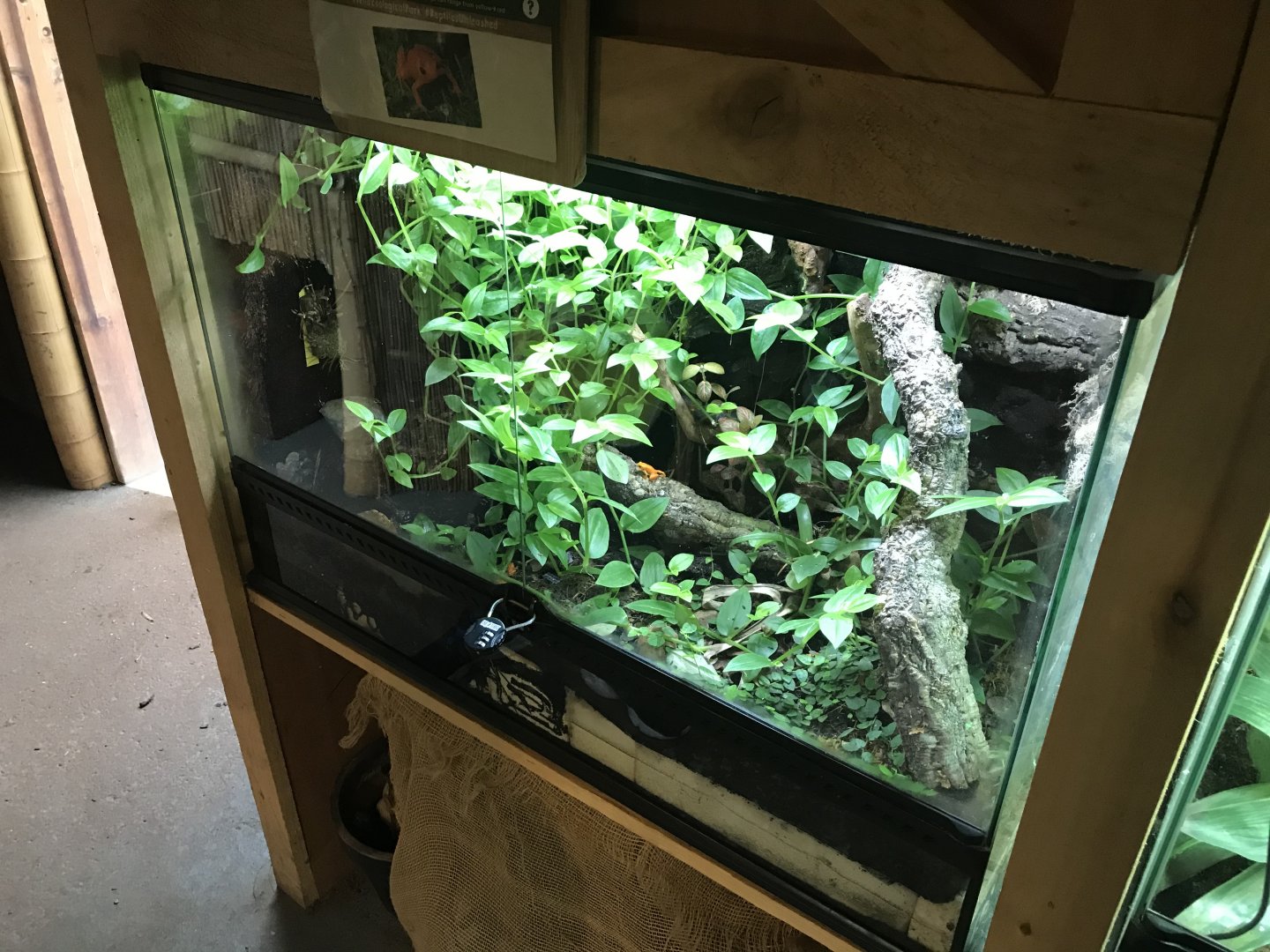 Golden mantella exhibit 251019