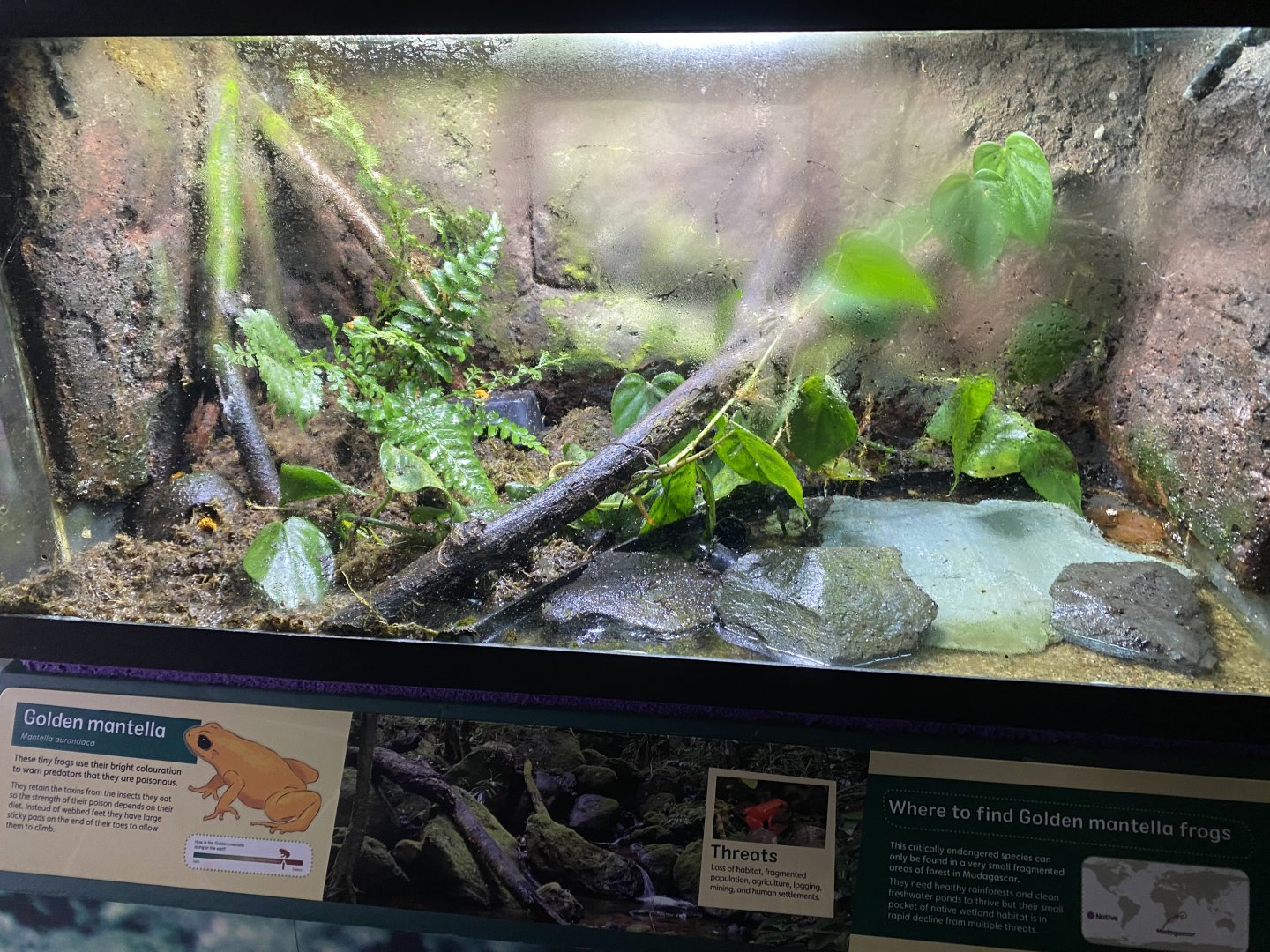 Golden mantella exhibit 290224