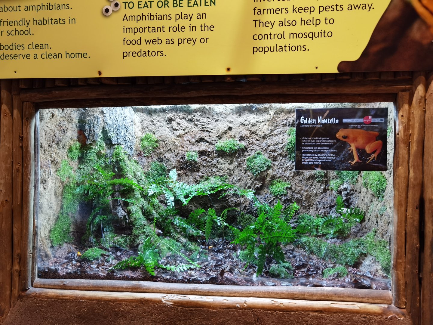 Golden mantella exhibit