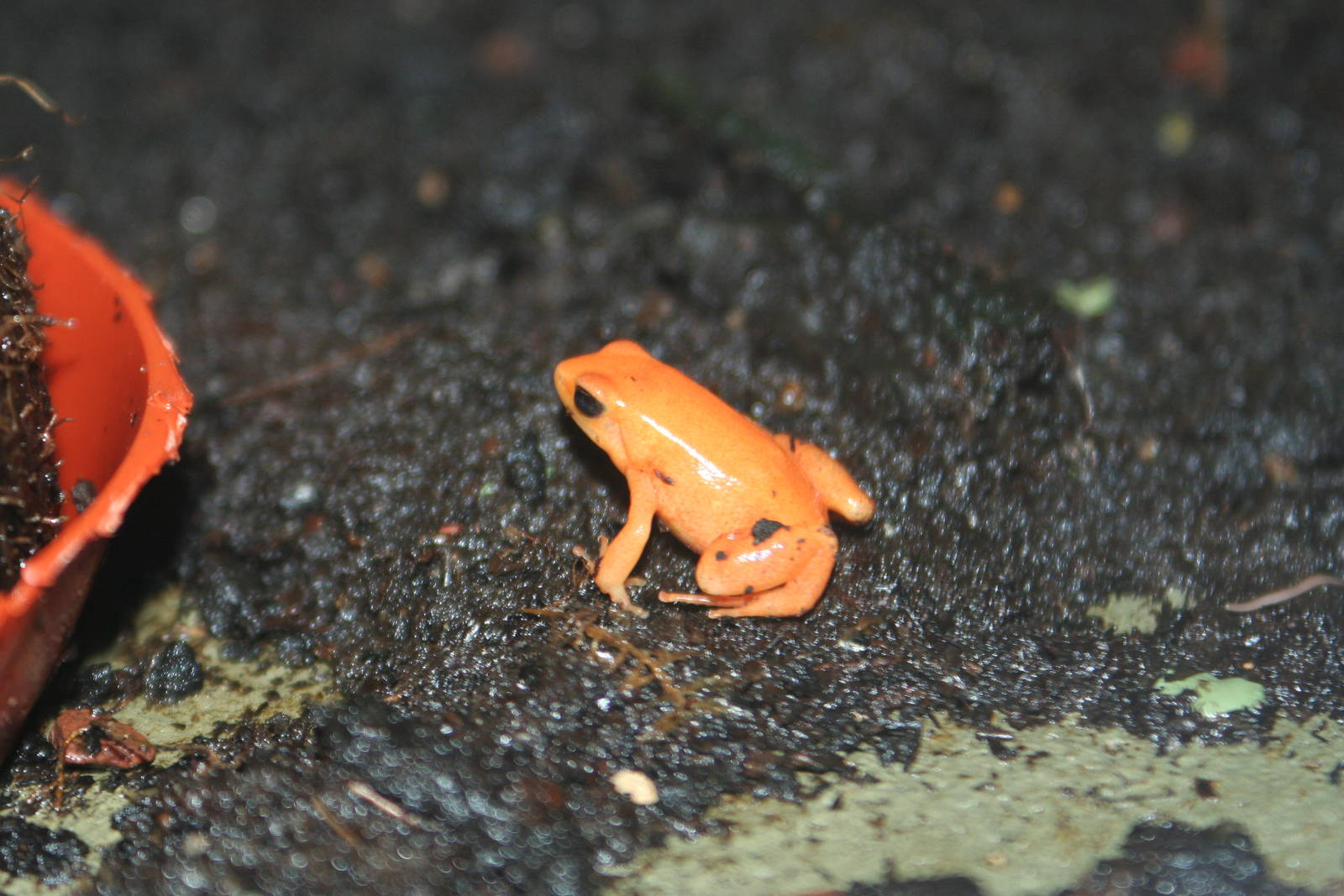Golden Mantella Frog @ Cotswold ; 02.07.09