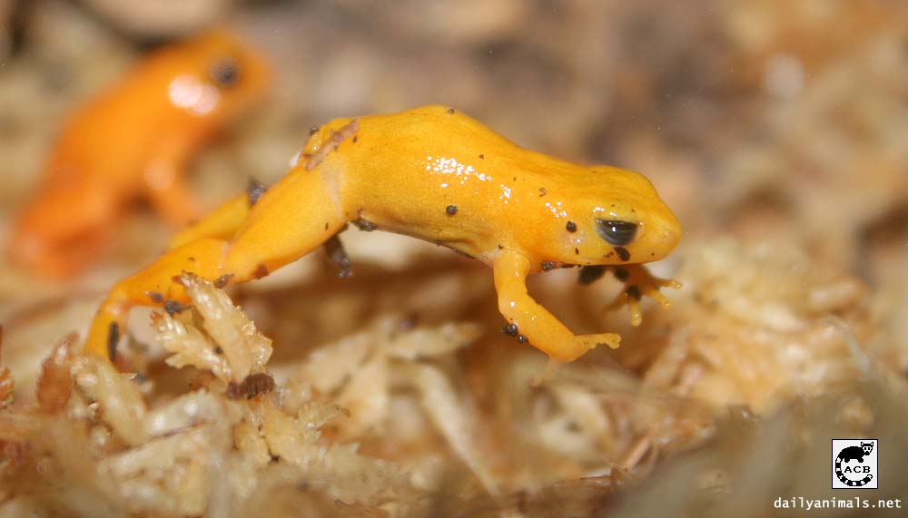 Golden Mantella Frog, July 2008