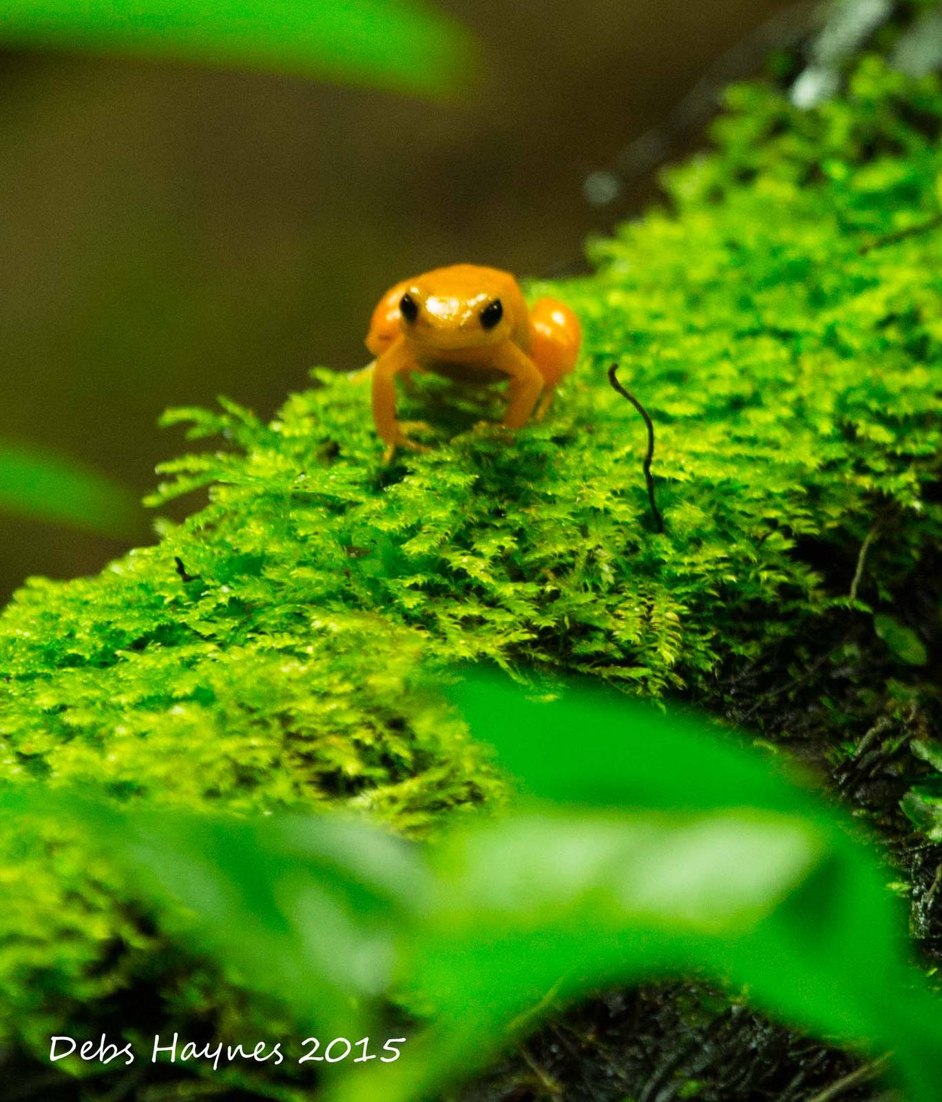 Golden Mantella Frog