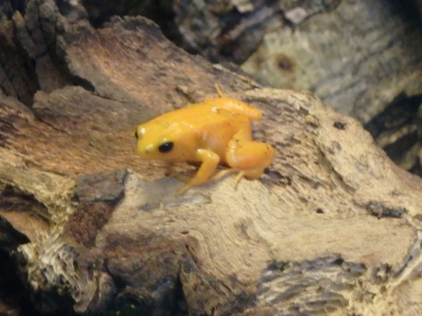 Golden mantella frog
