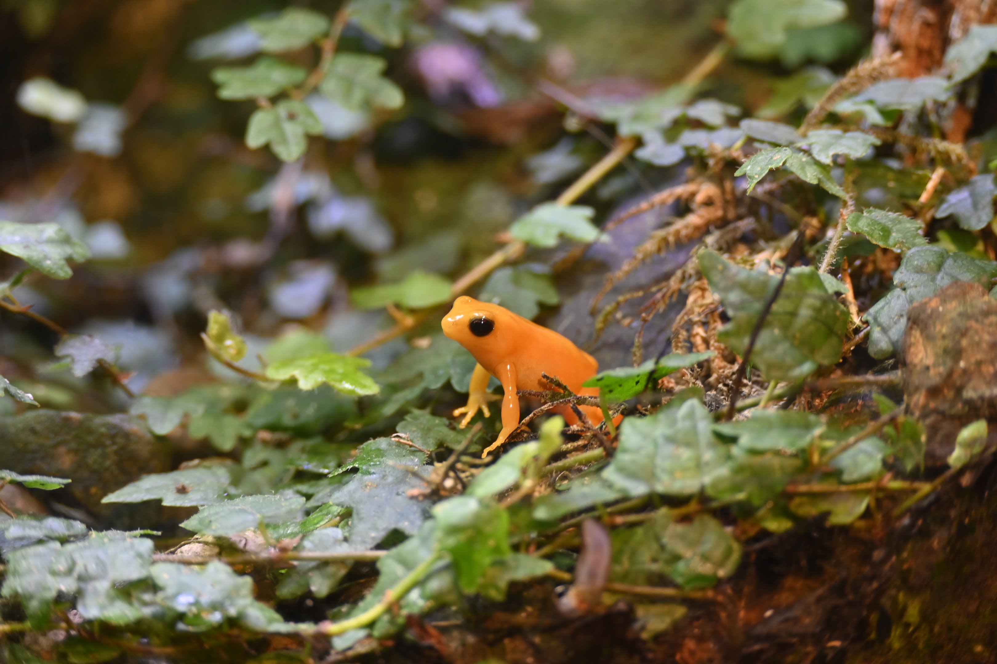 Golden Mantella Frog