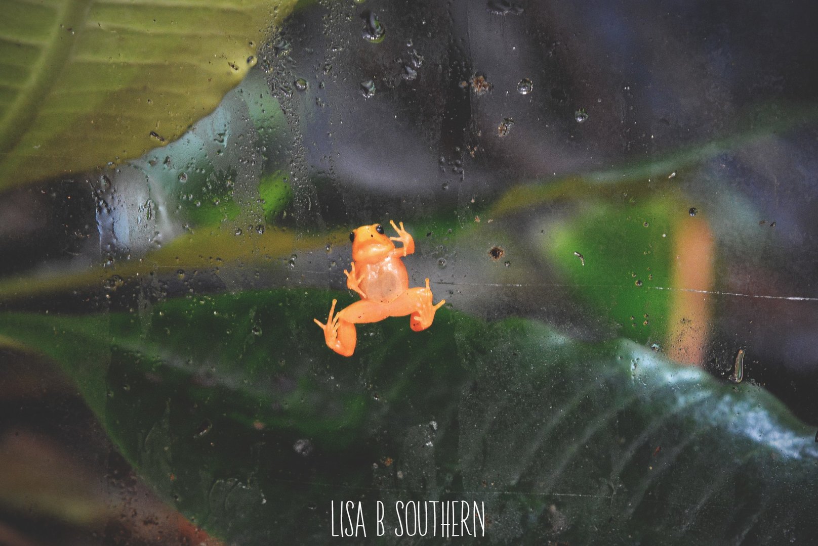 Golden Mantella Frog