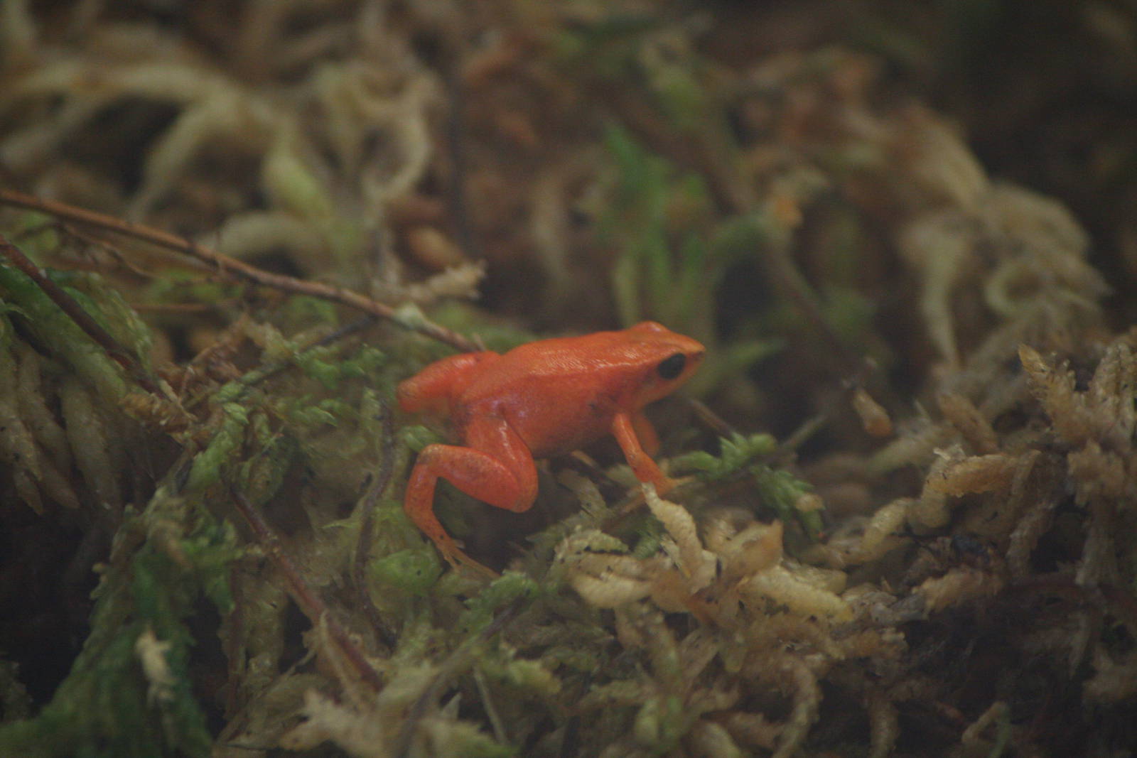 Golden mantella froglett