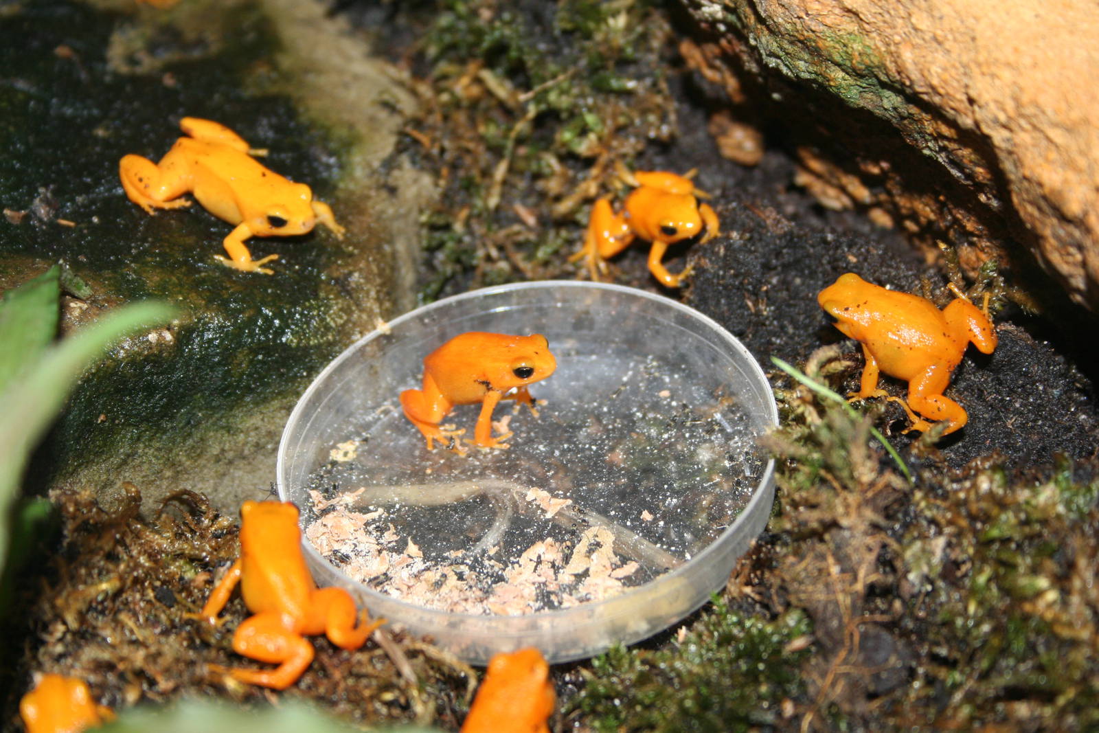 Golden mantella - London zoo 2007