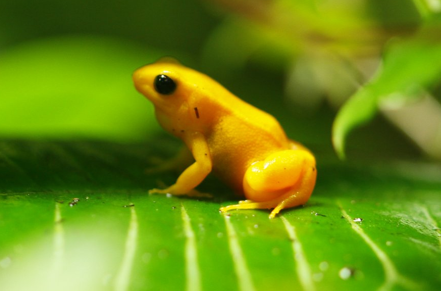 Golden mantella (Mantella aurantiaca)
