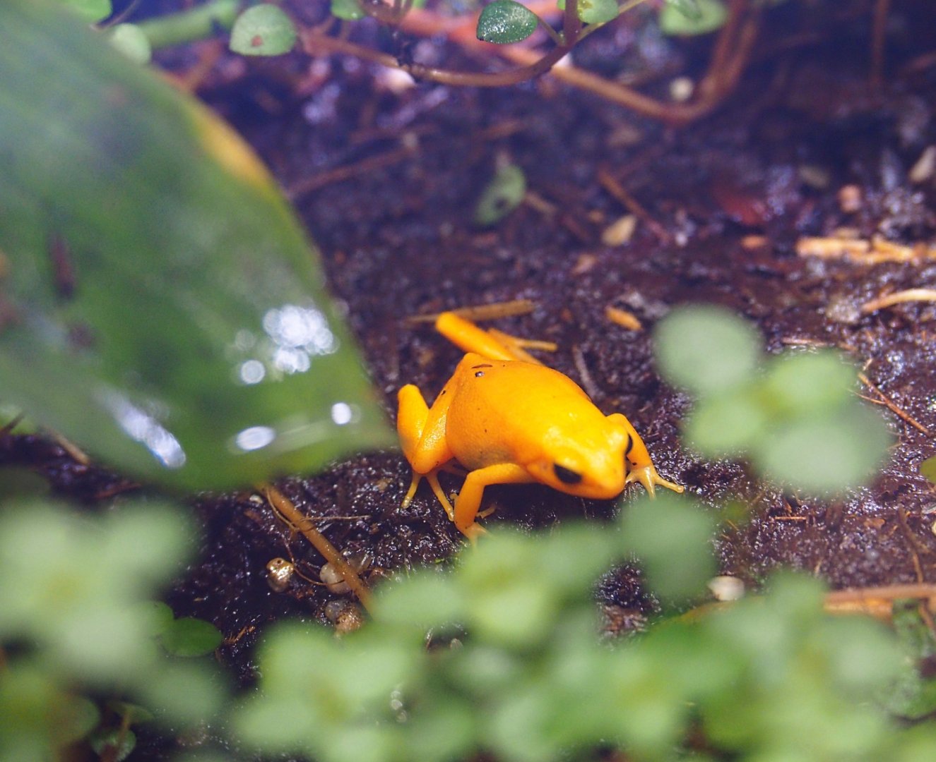 Golden mantella (Mantella aurantiaca)