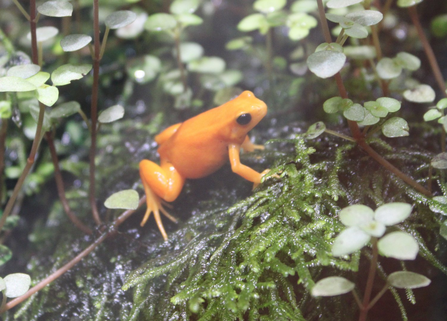 Golden mantella - Mantella aurantiaca