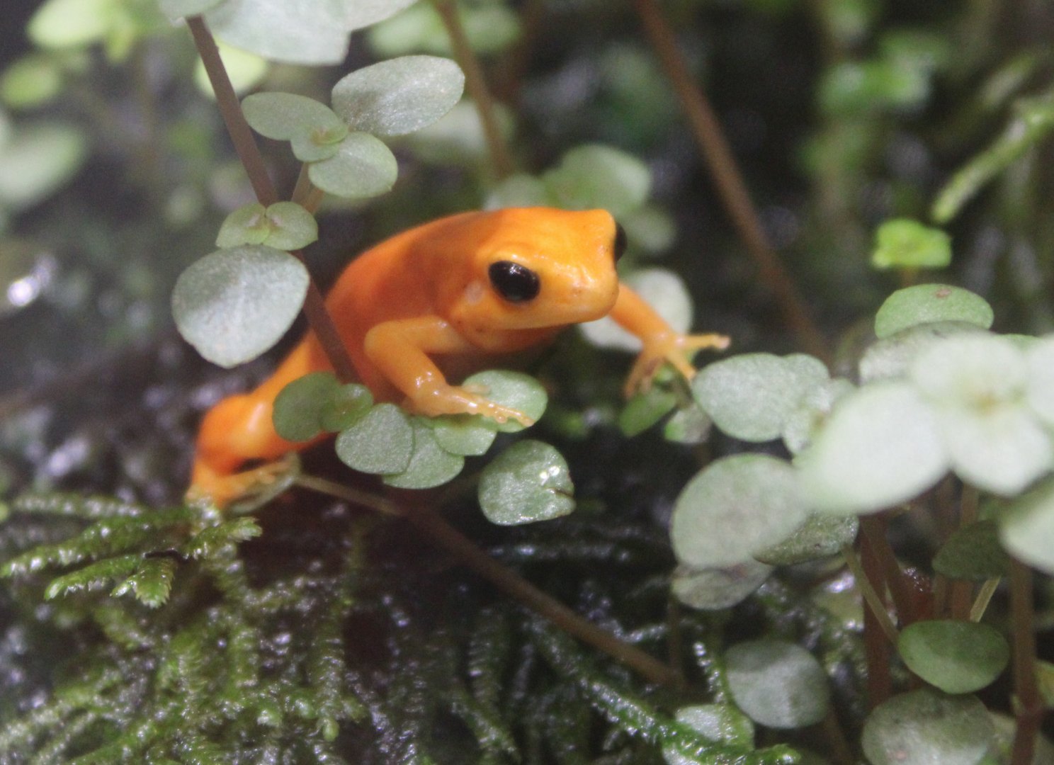 Golden mantella - Mantella aurantiaca