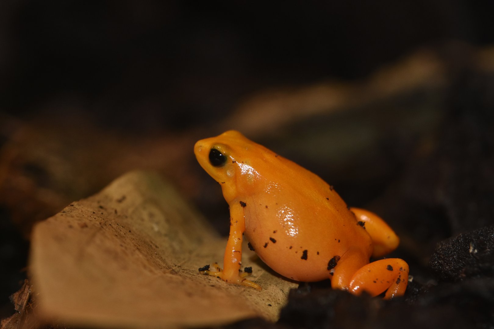 Golden mantella (Mantella aurantiaca)