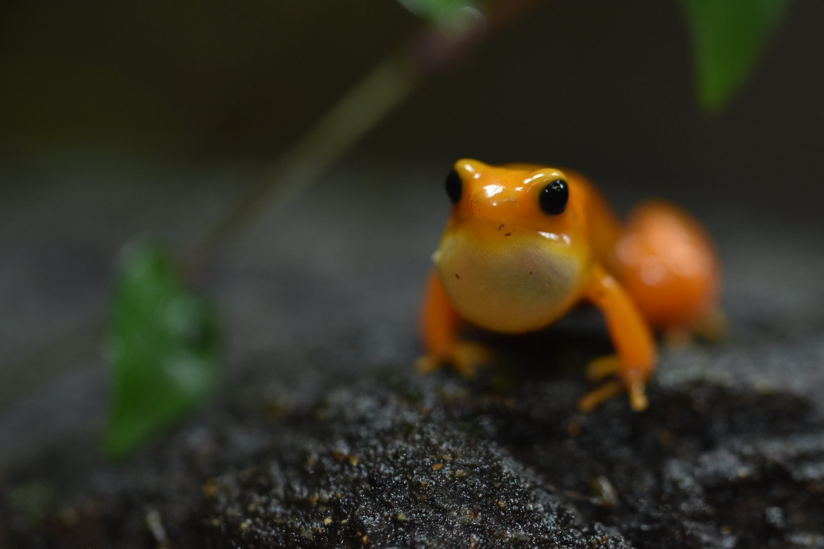 Golden mantella (Mantella aurantiaca)