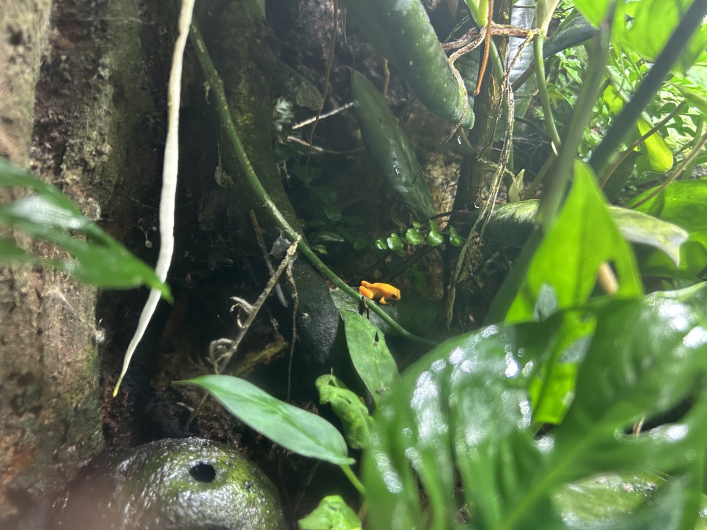 Golden Mantella (Mantella aurantiaca)