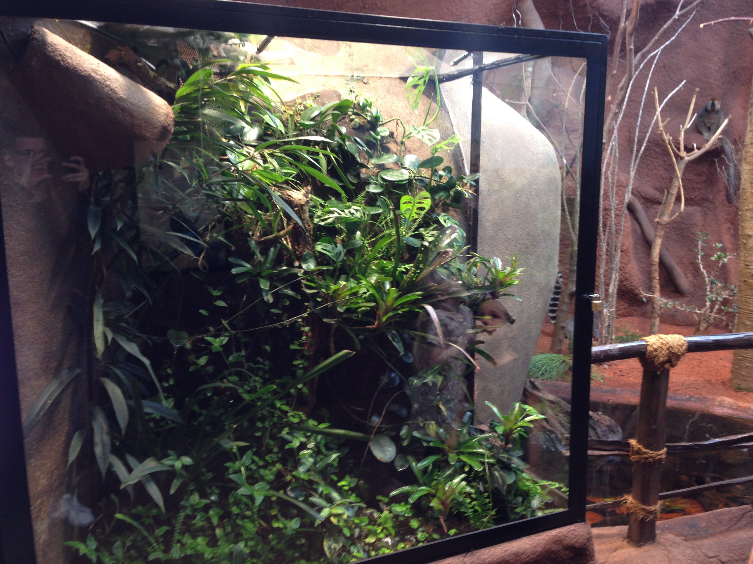 Golden mantella, peacock day gecko and pygmy chameleon 2016