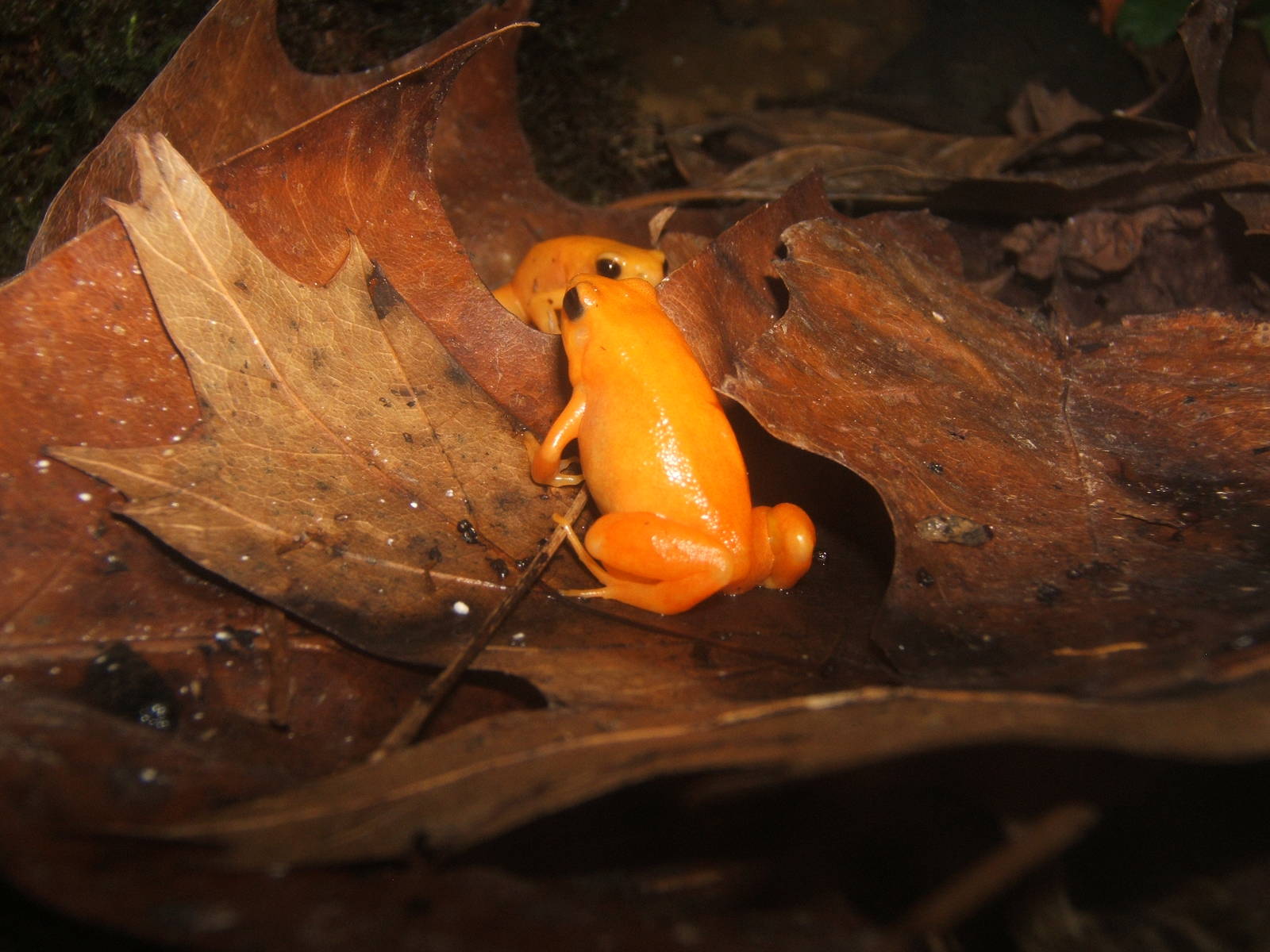 Golden Mantella`s