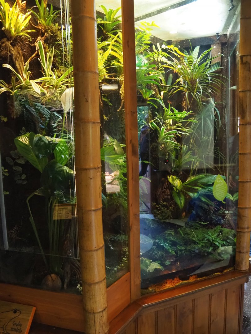 Golden mantella terrarium, 2023-09-24