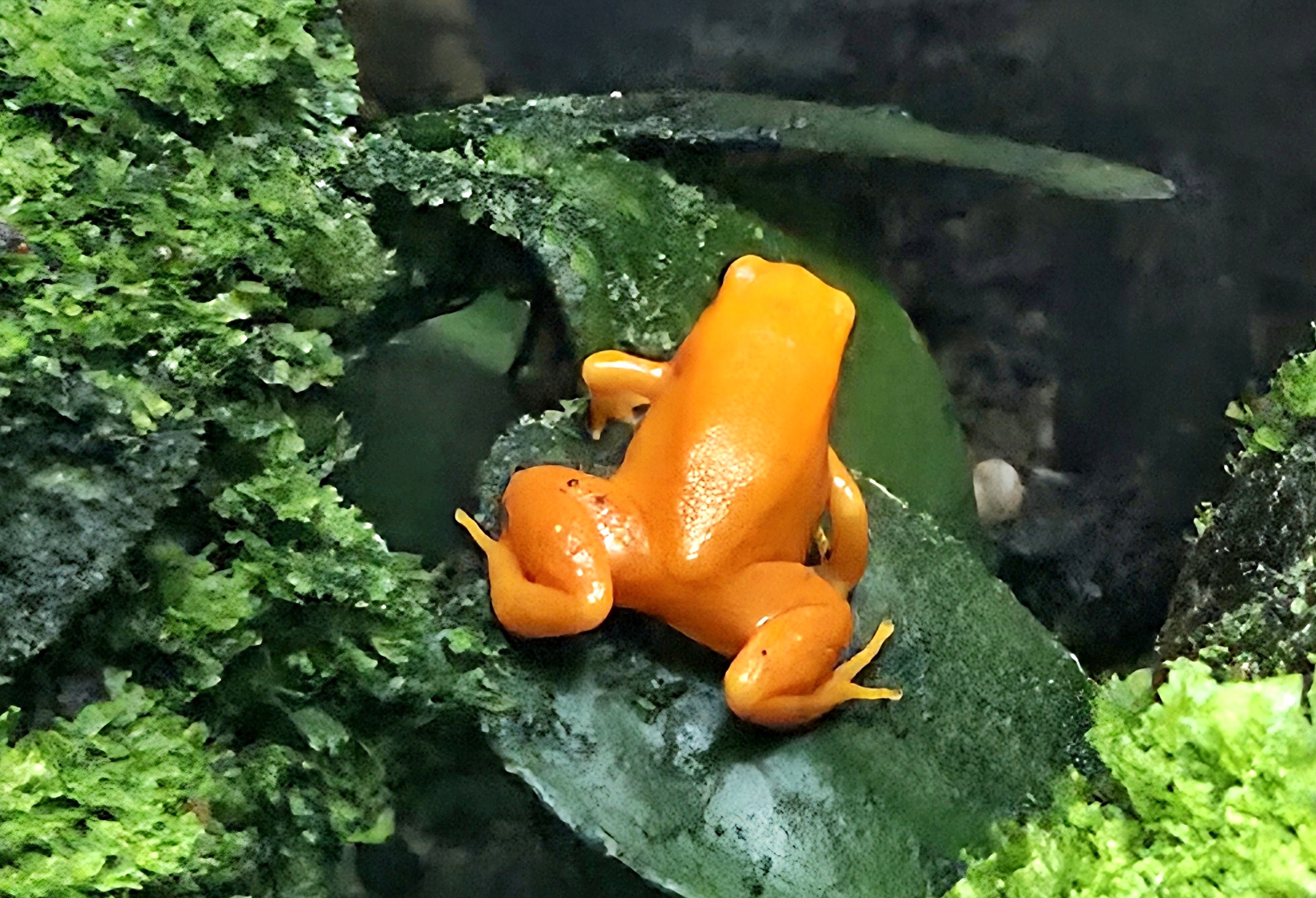 Golden Mantella - Zoo Knoxville