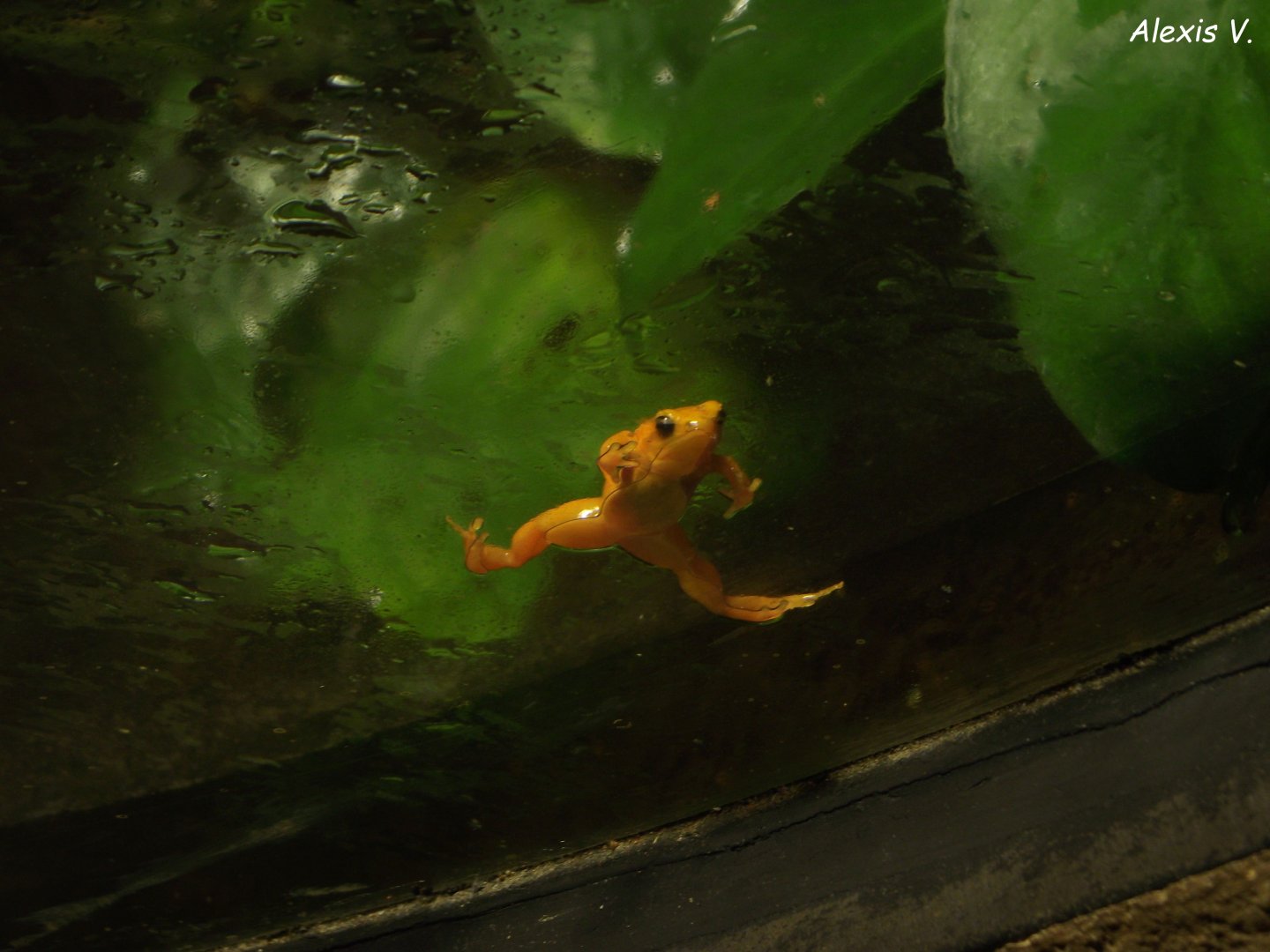 Golden Mantella - Zooparc de Beauval - 07/2020