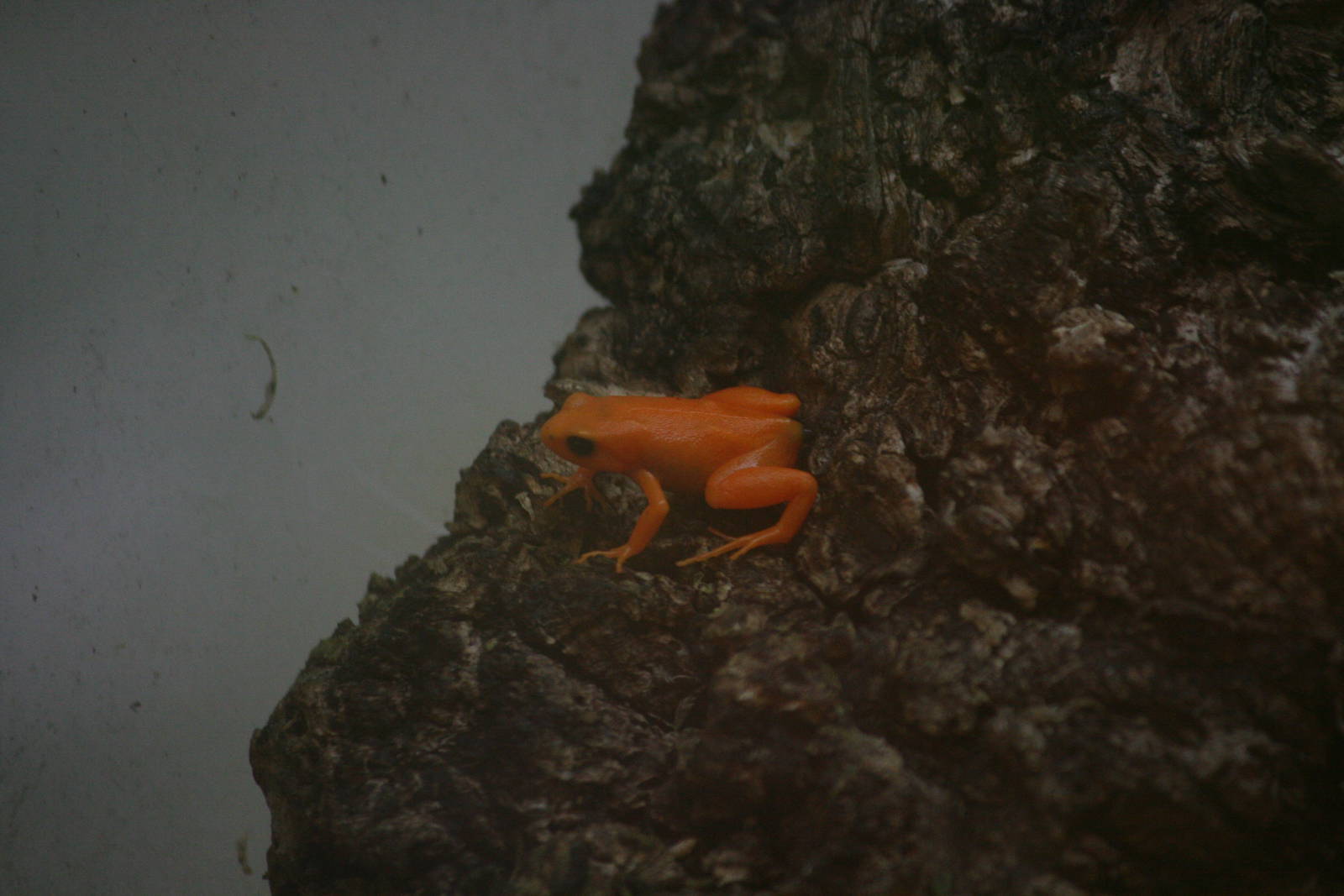 Golden mantella