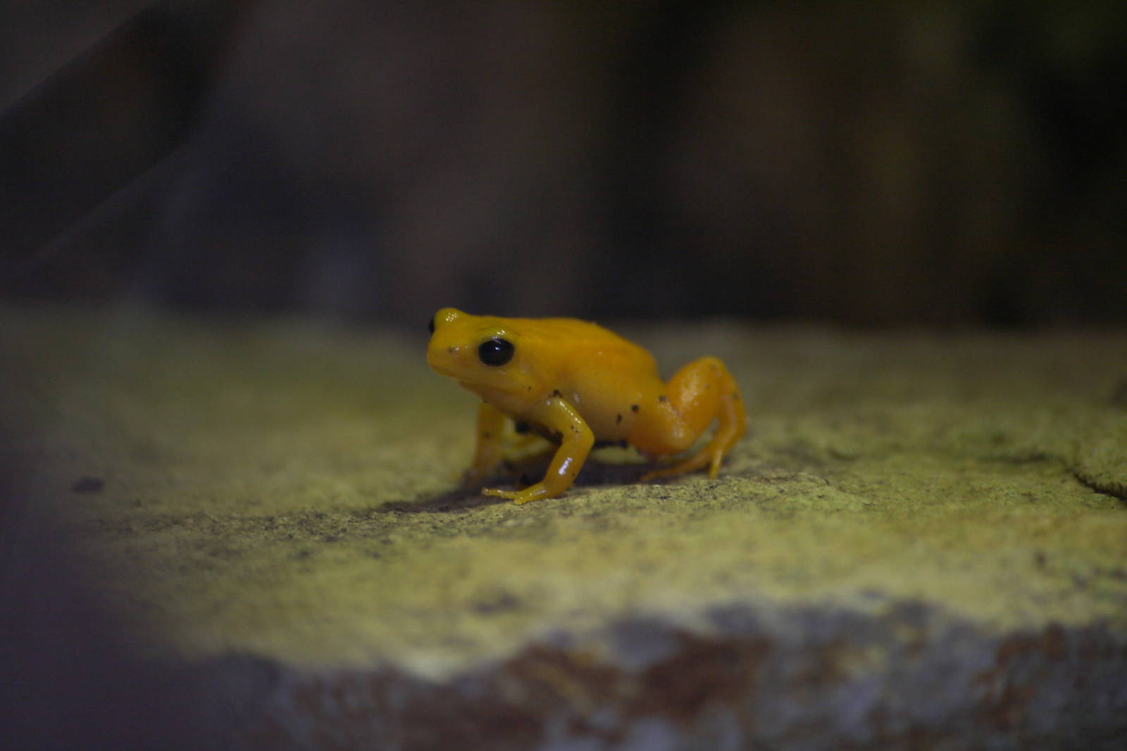 Golden mantella