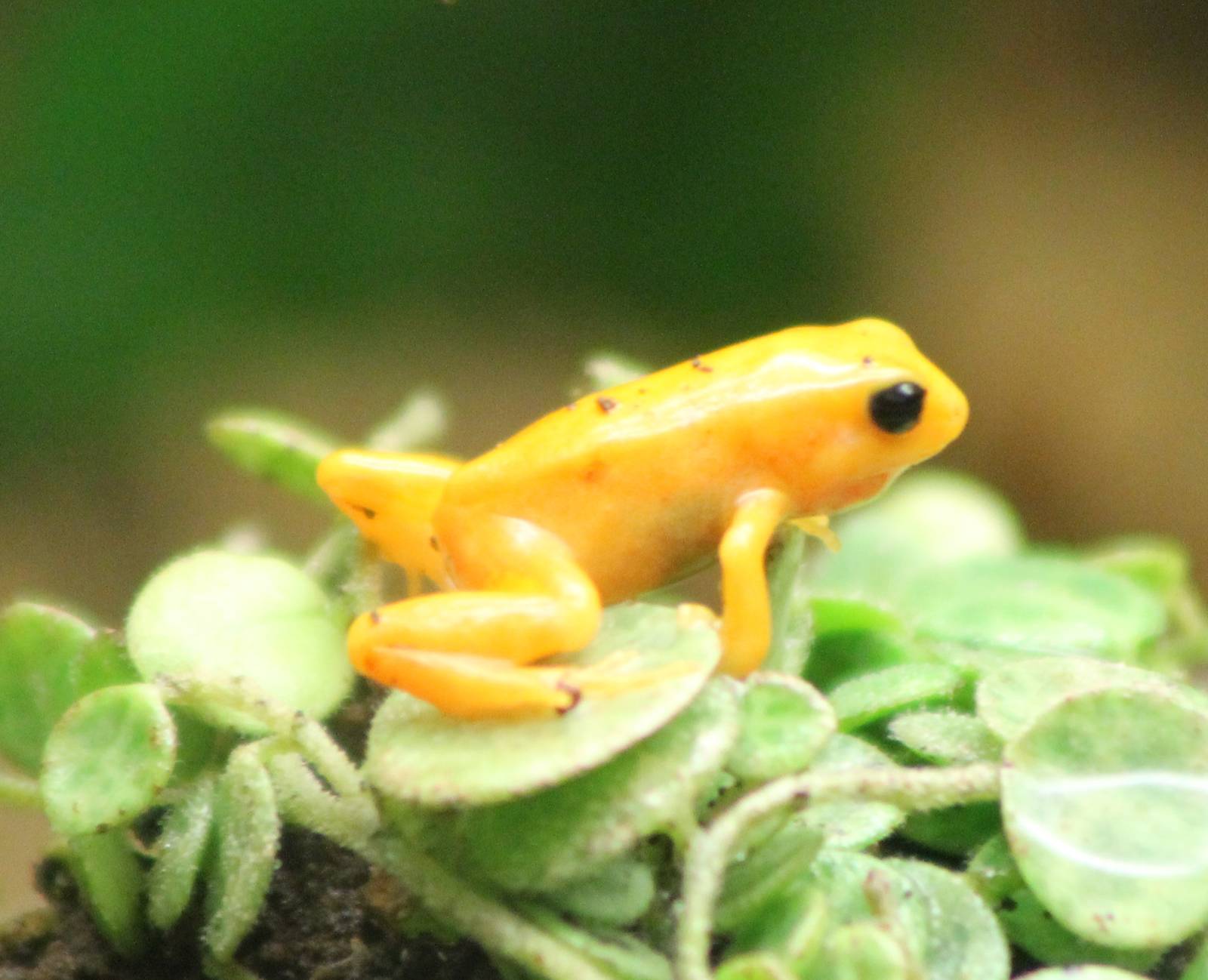 Golden mantella
