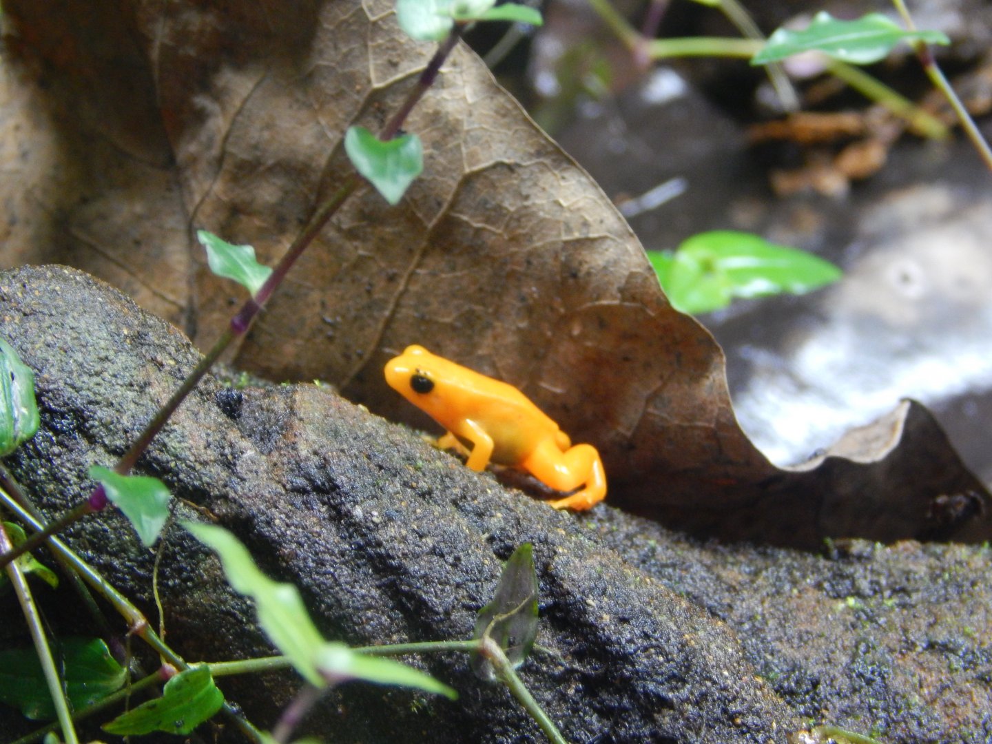 Golden Mantella
