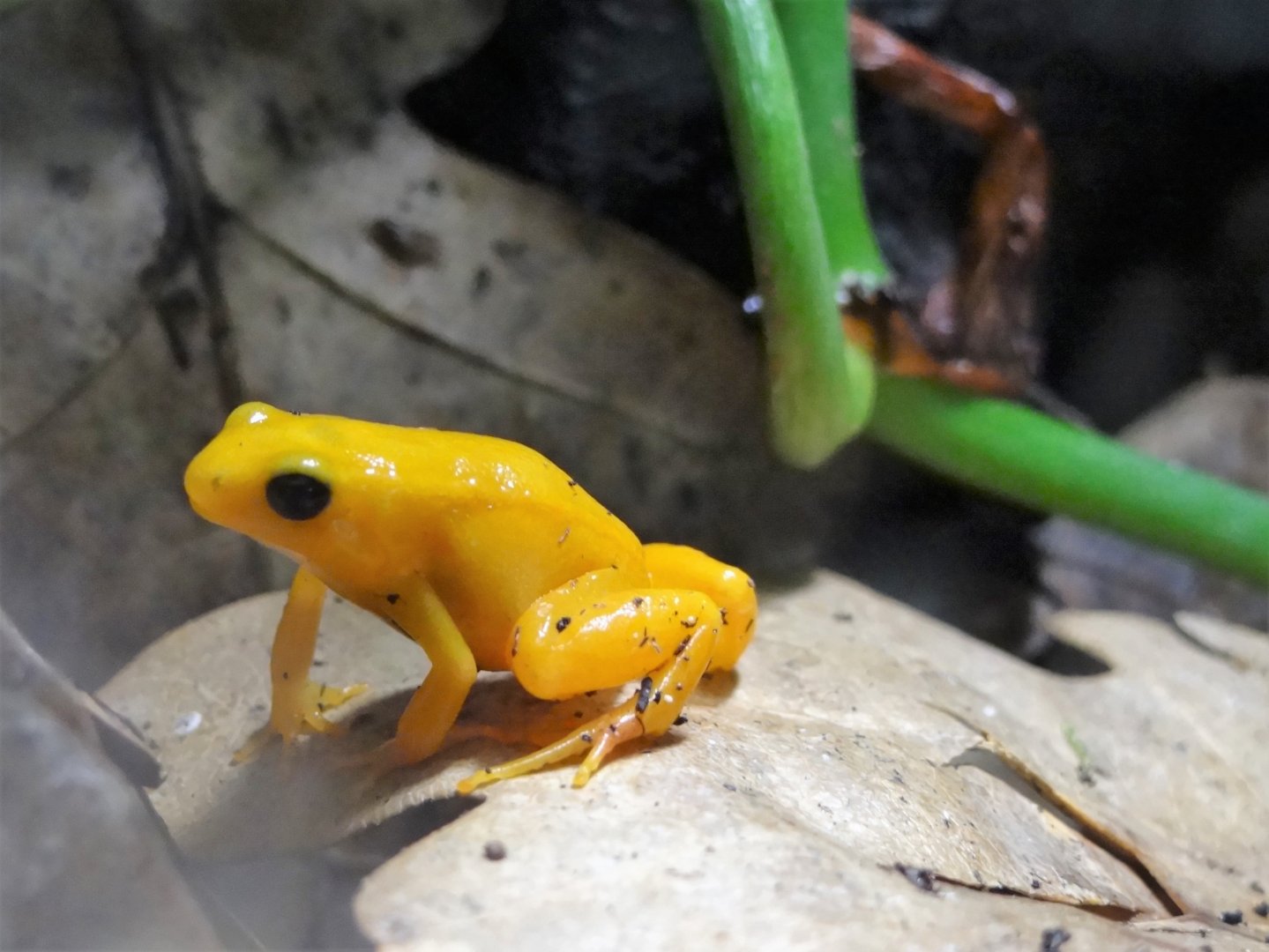 Golden Mantella