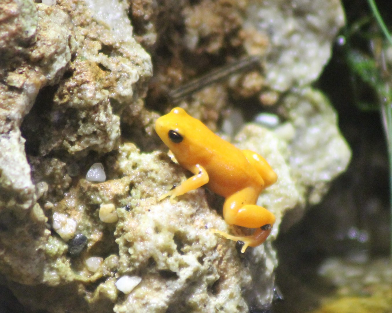 Golden mantella