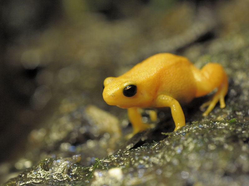 Golden Mantella