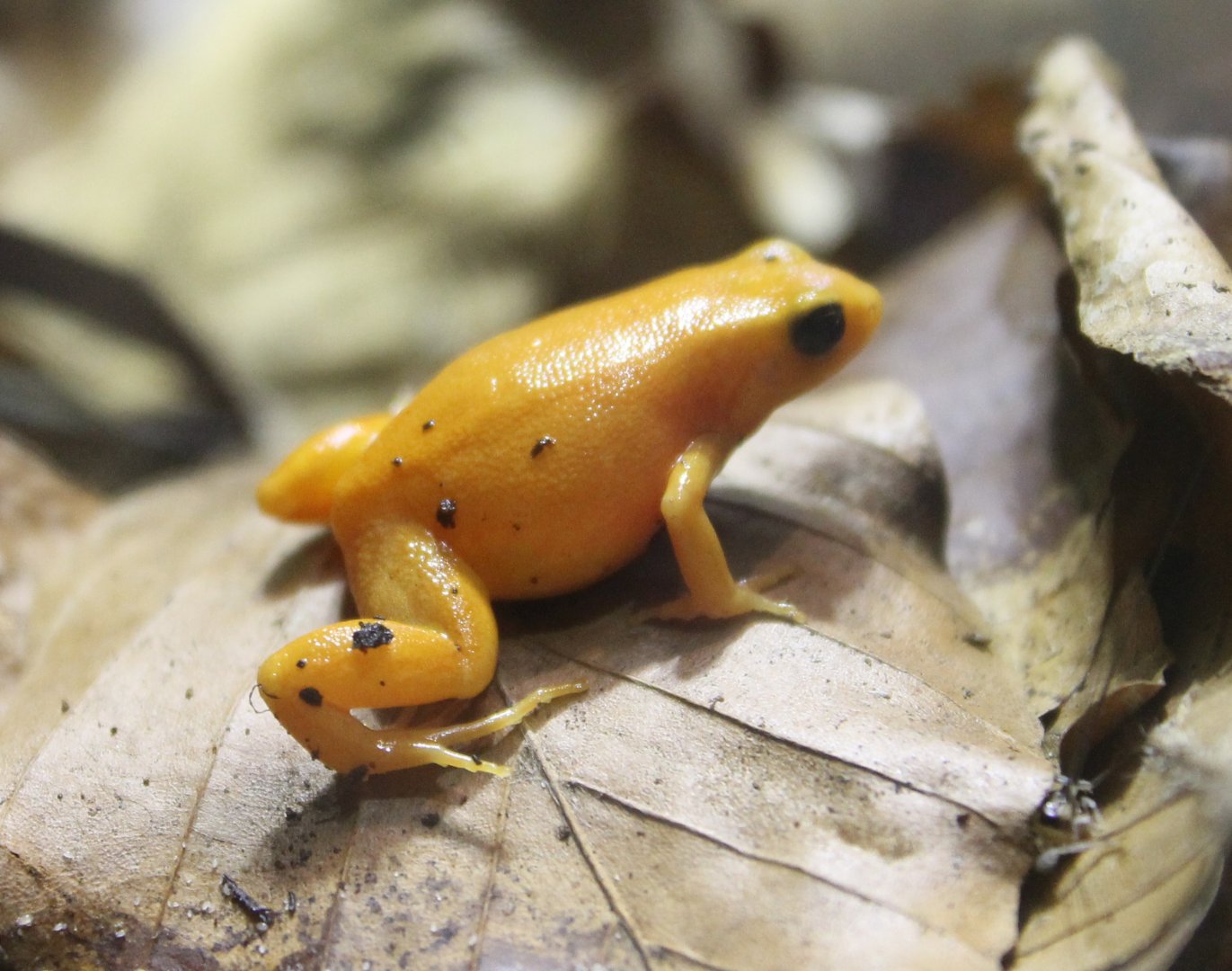 Golden mantella