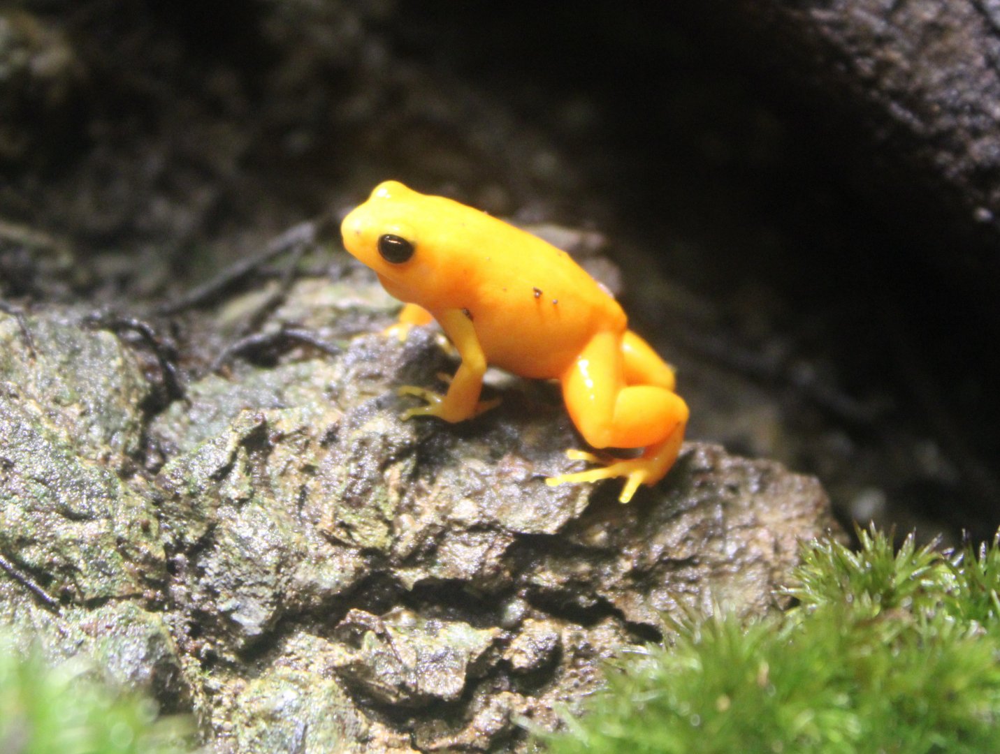 Golden mantella
