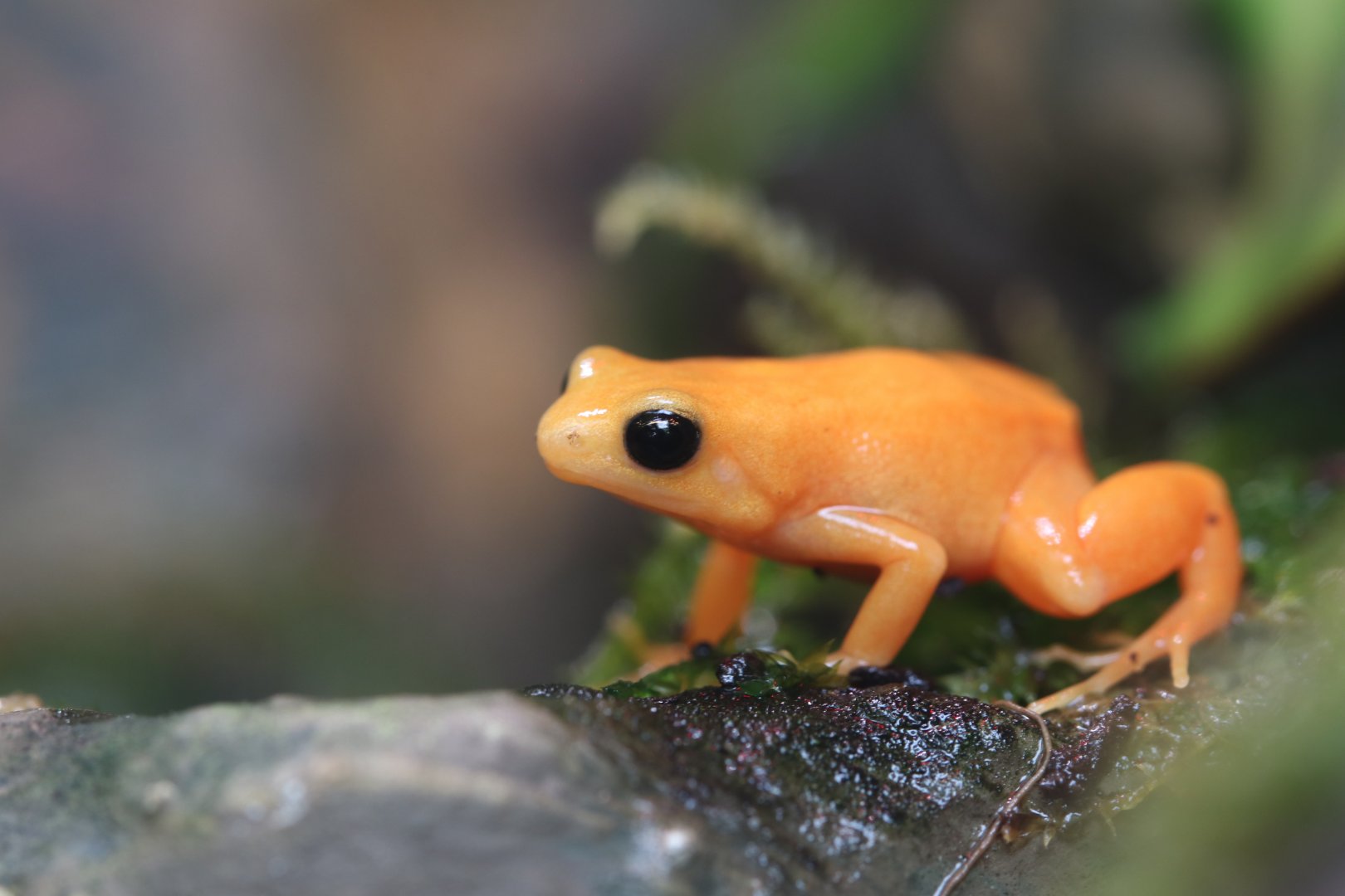 Golden Mantella