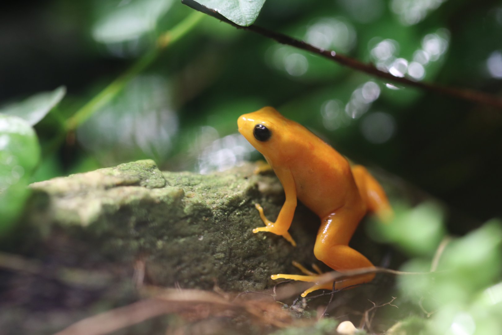 Golden mantella
