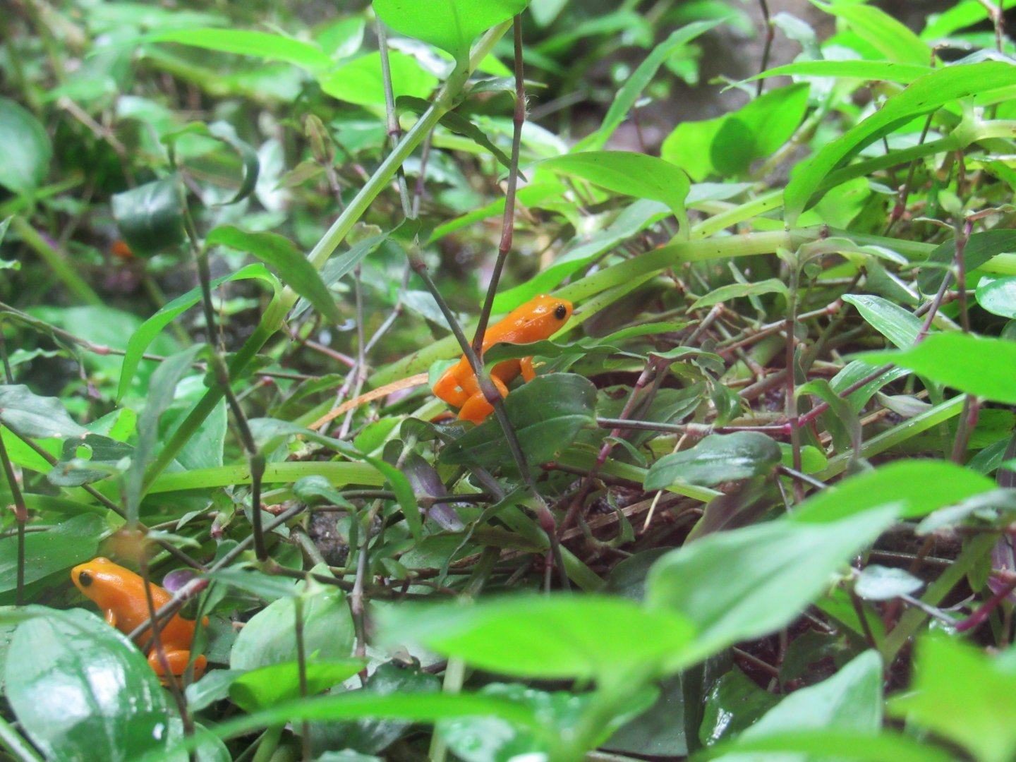 Golden Mantella