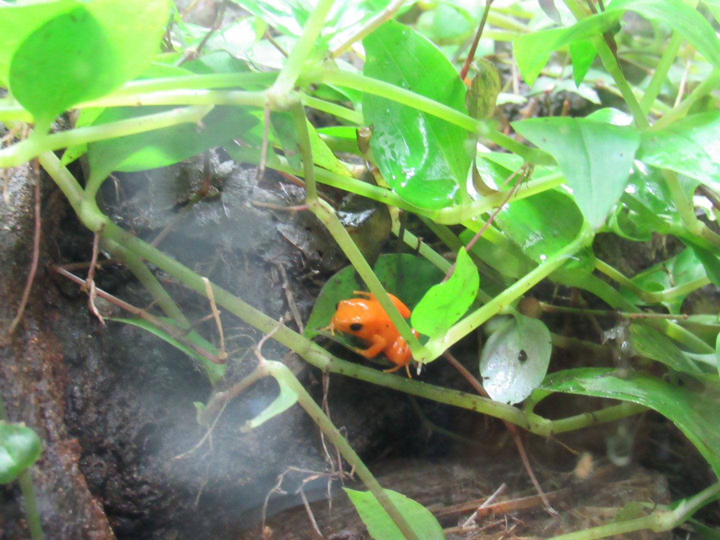 Golden Mantella