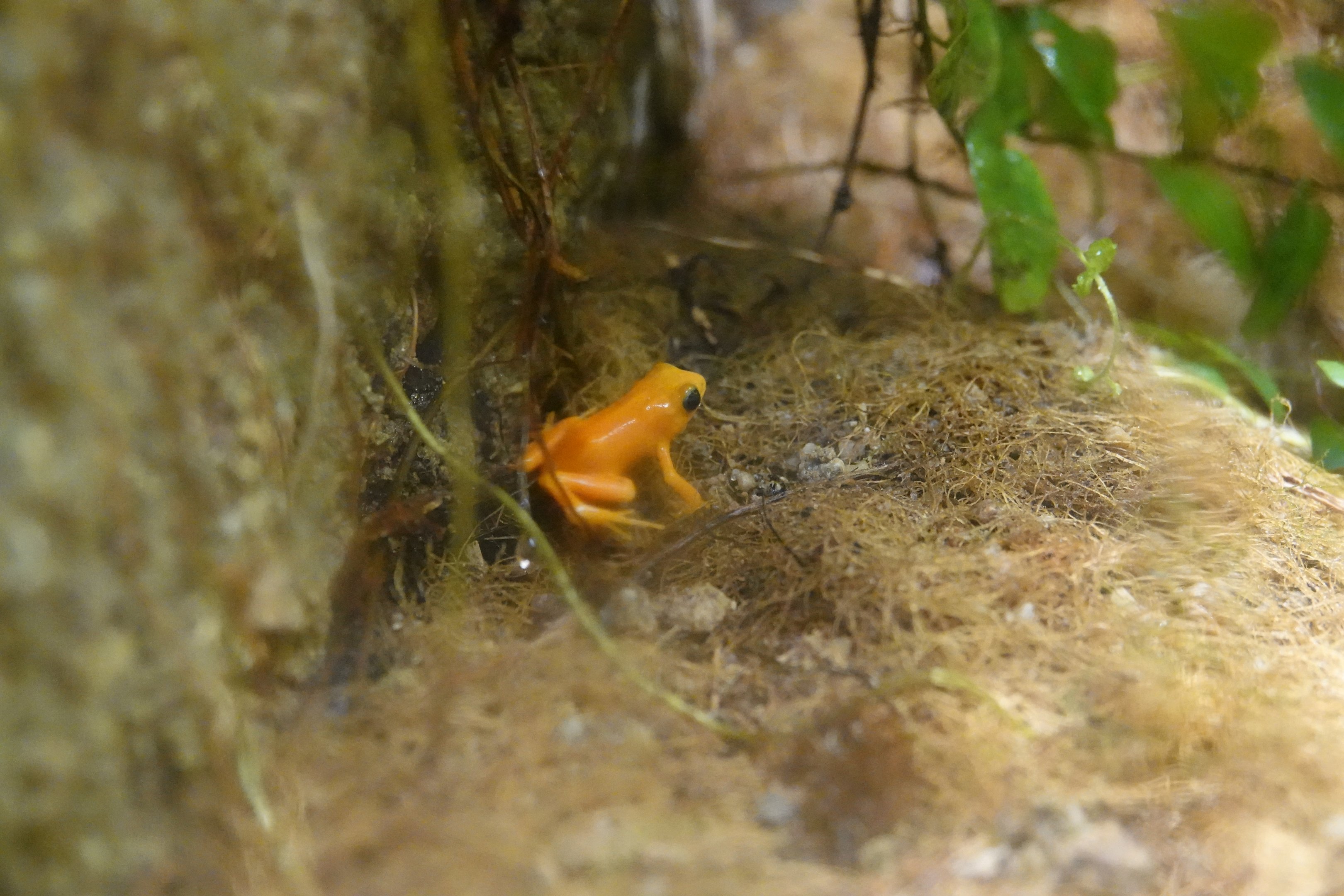Golden mantella