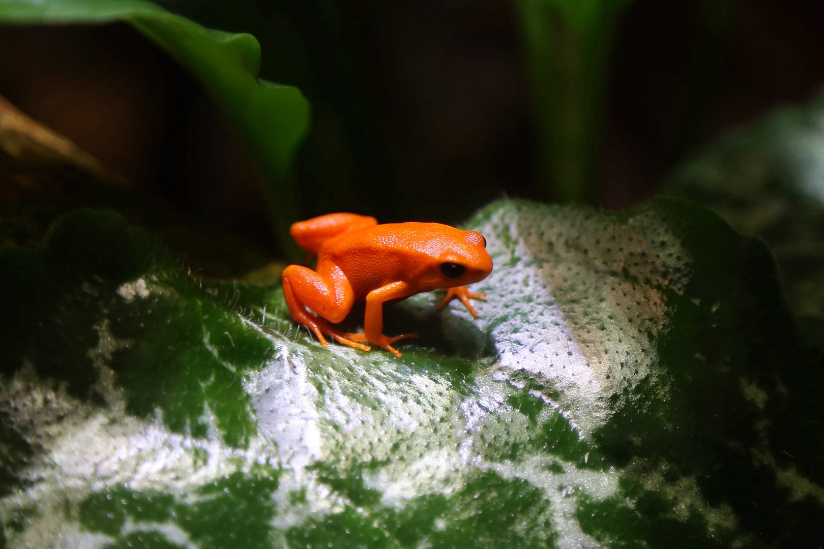 Golden Mantella