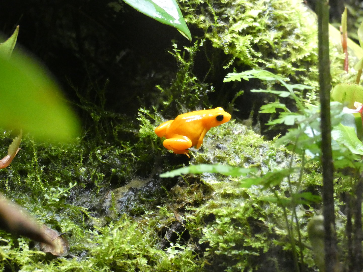 Golden mantella