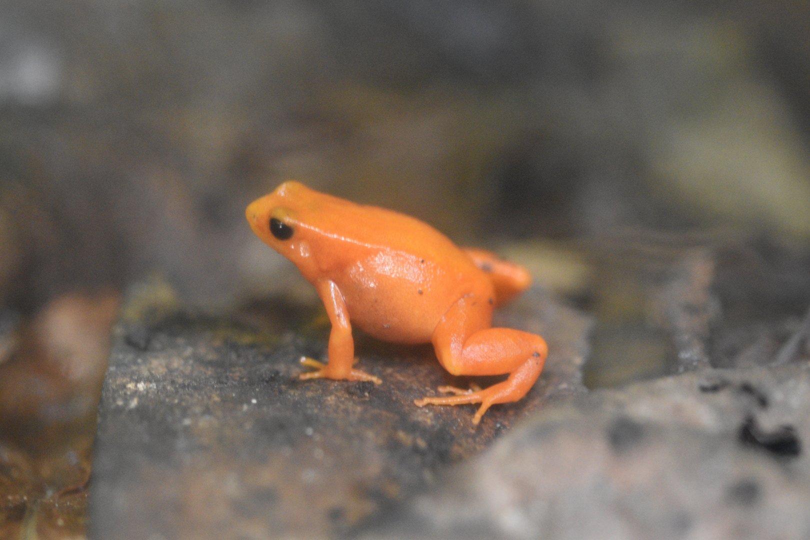 Golden mantella